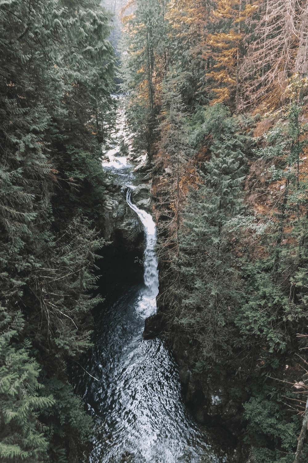 Everything you need to know about Lynn Canyon Suspension Bridge