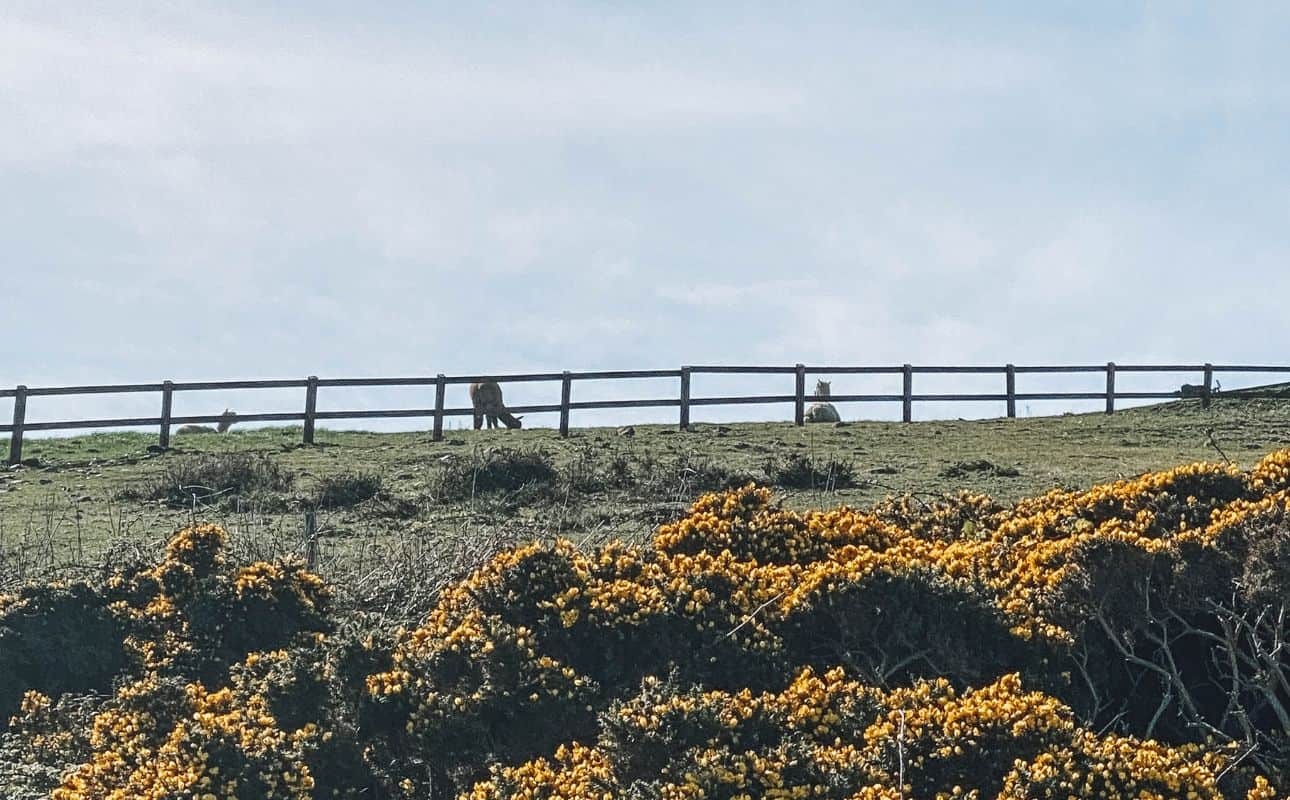 Howth’s Alpacas