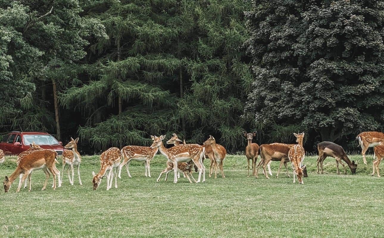 Phoenix Park deer