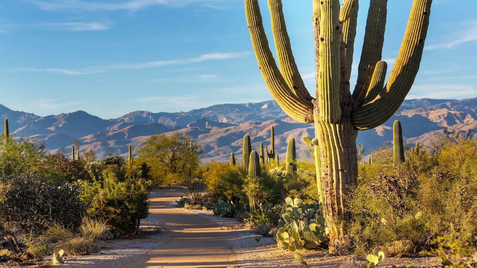 Visiting Saguaro National Park