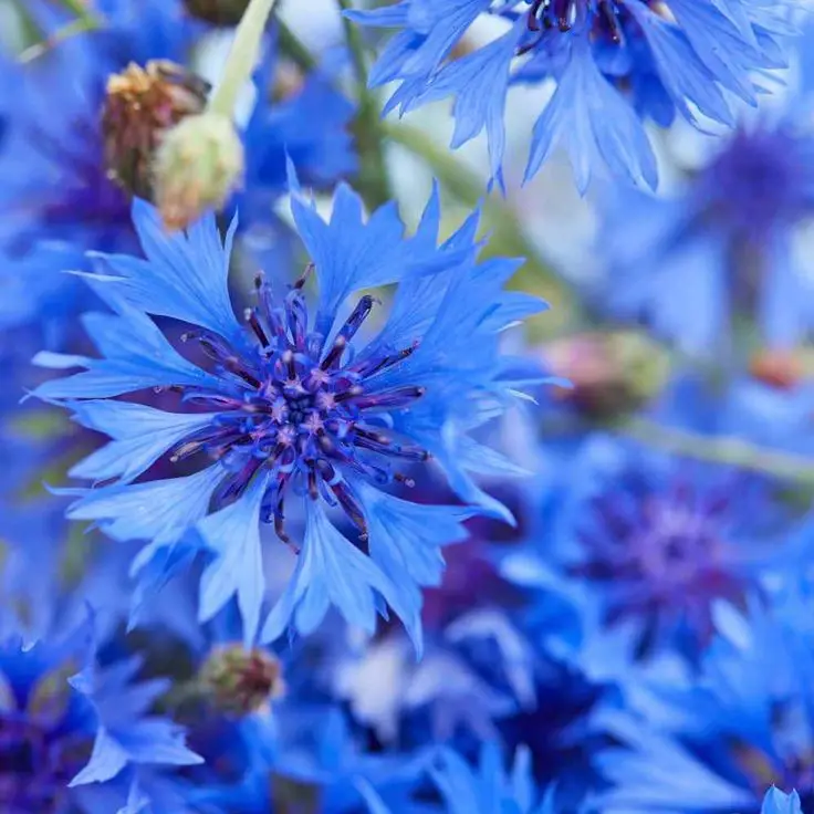 Decorate With Cornflowers