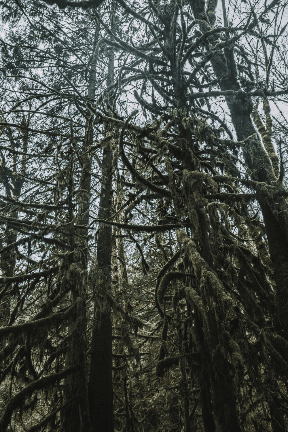 Hiking trails near Vancouver Lynn Canyon suspension bridge