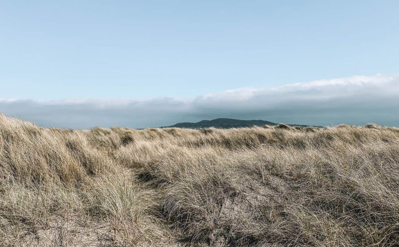 Bird watching from the Dunes