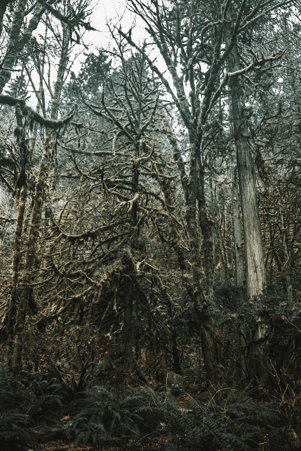 The enchanted forest at Lynn Canyon, Vancouver’s suspension bridge