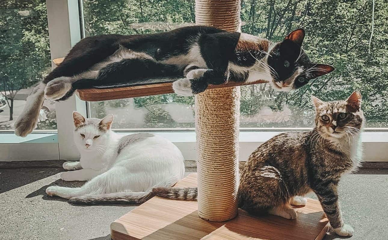 Cat cafe, one of the cutest things to do in Vancouver for couples