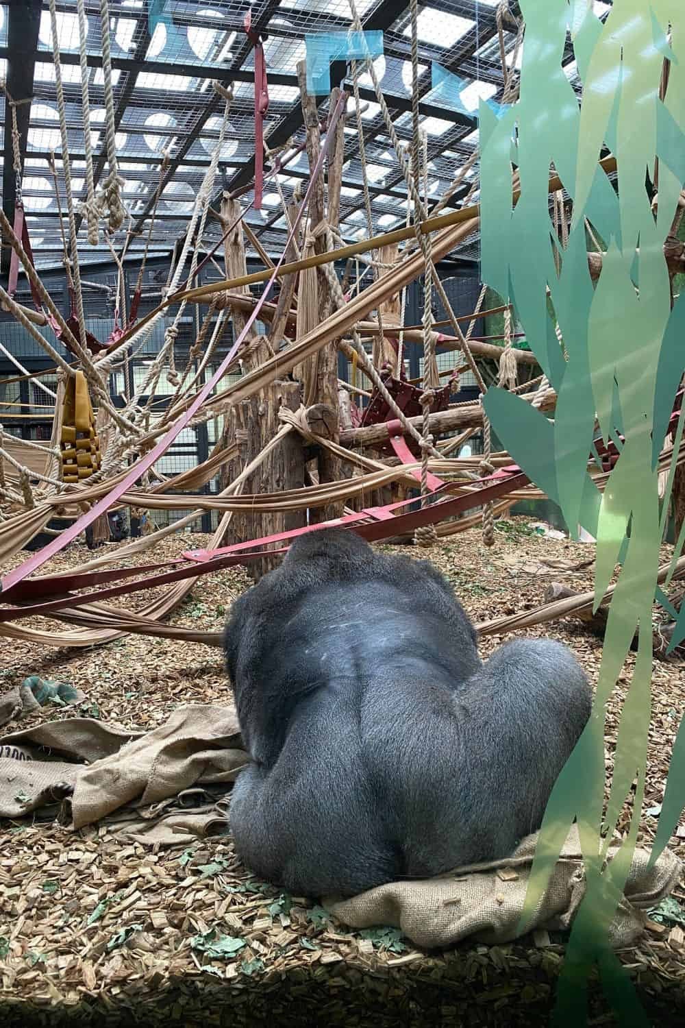 Gorilla Observing at the Zoo