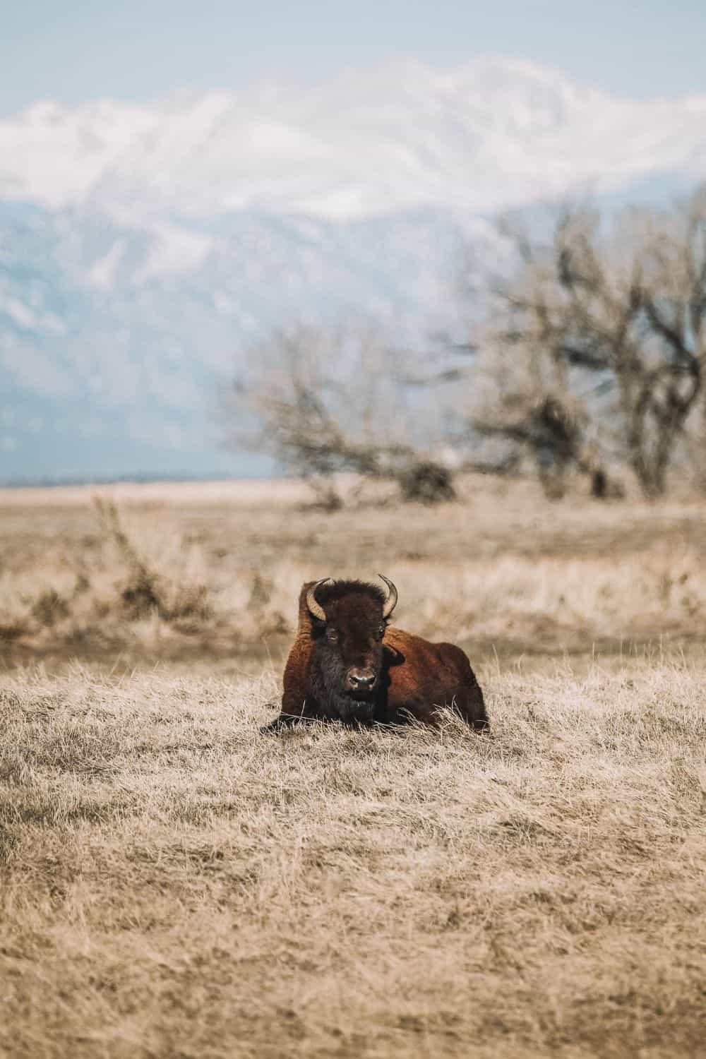 Day 4: Salt Lake City & Antelope Island