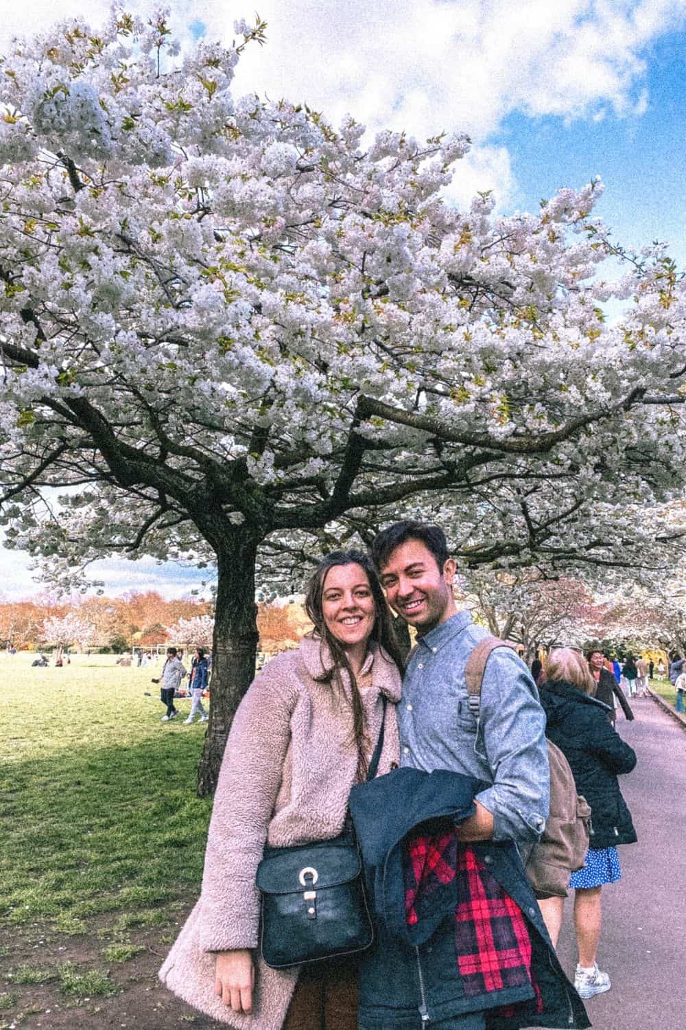 Cherry Blossoms at Battersea Park