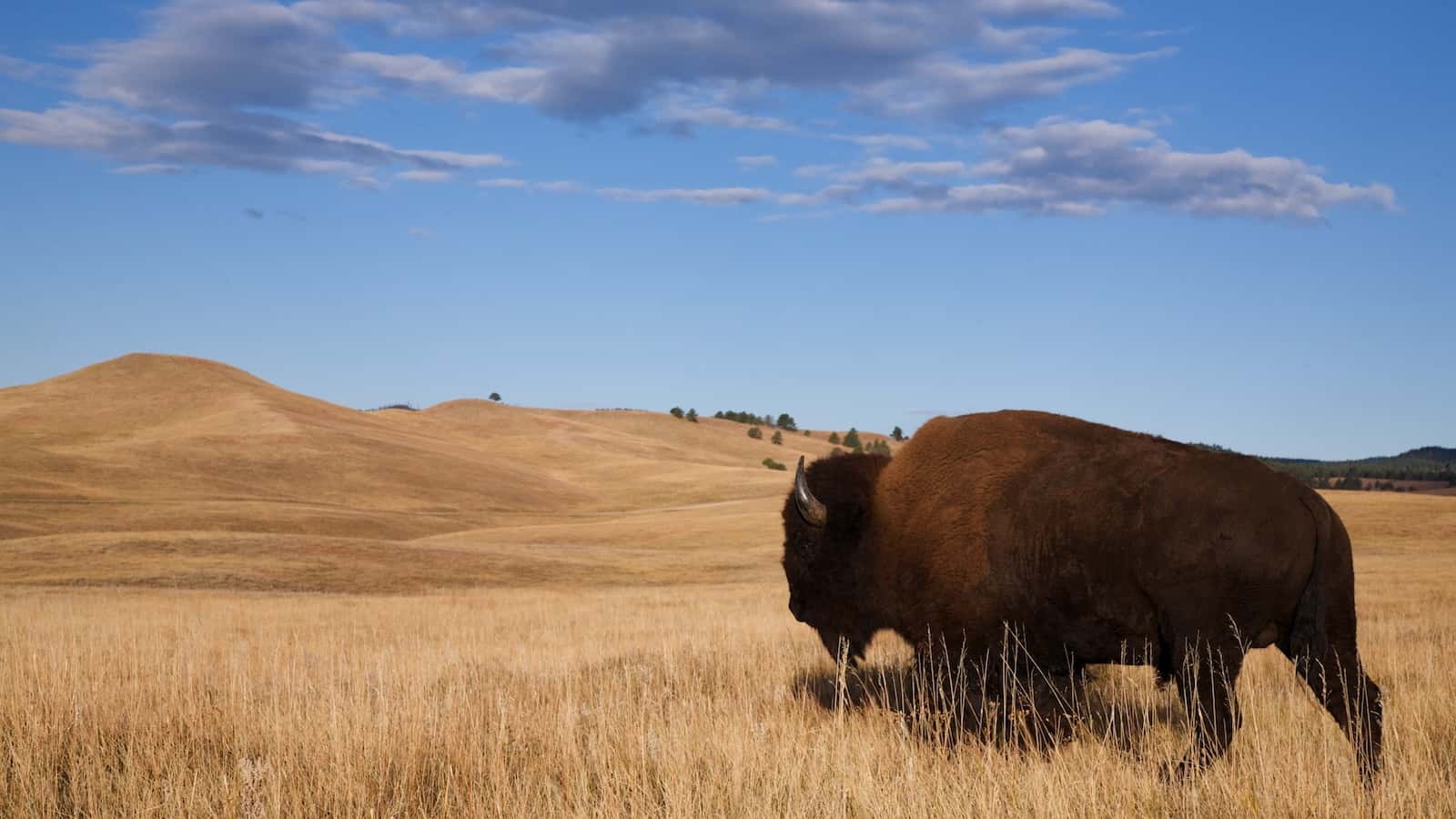 South Dakota