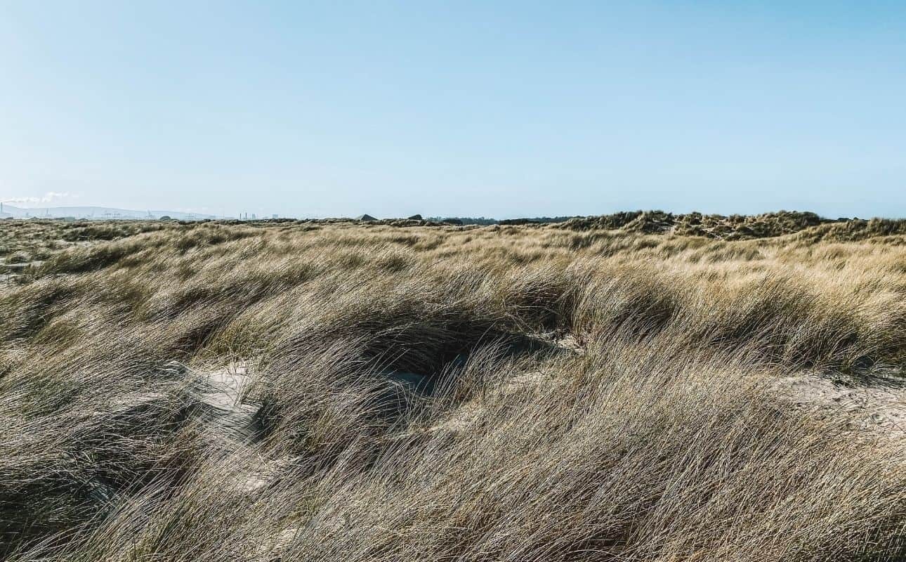 Bull Island essentials