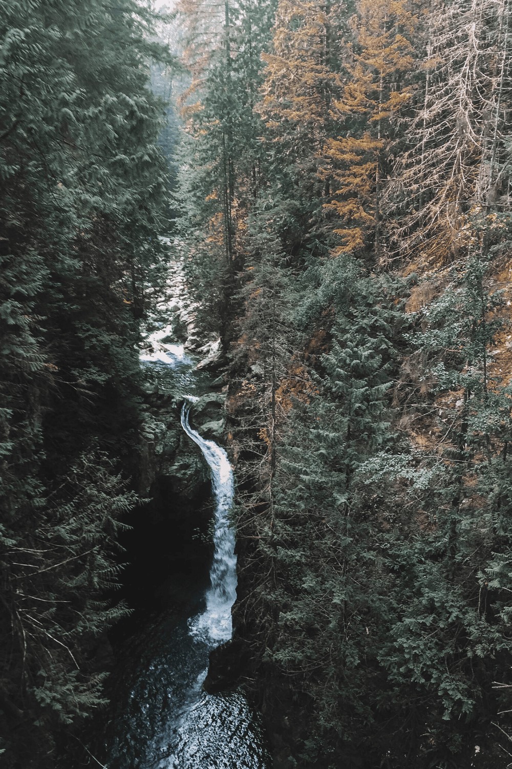 Hiking trails near Vancouver Lynn Canyon suspension bridge