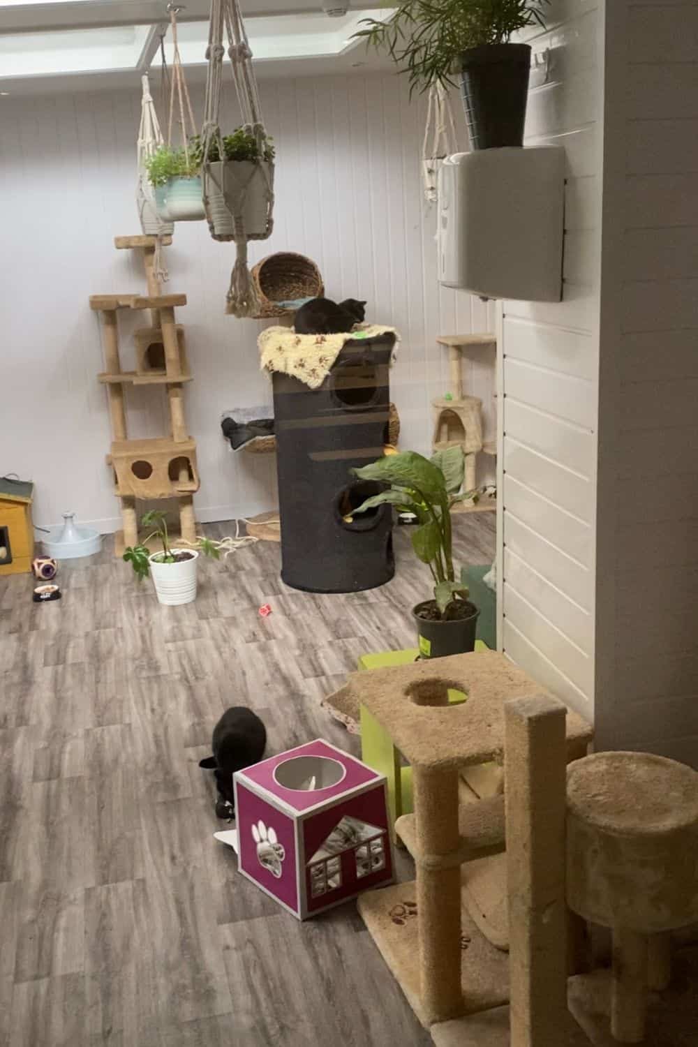 Visit Dublin’s vegan cat cafe