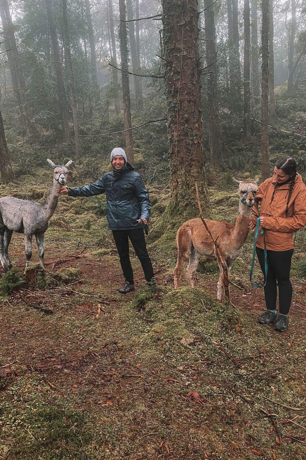 Walk an alpaca with your partner