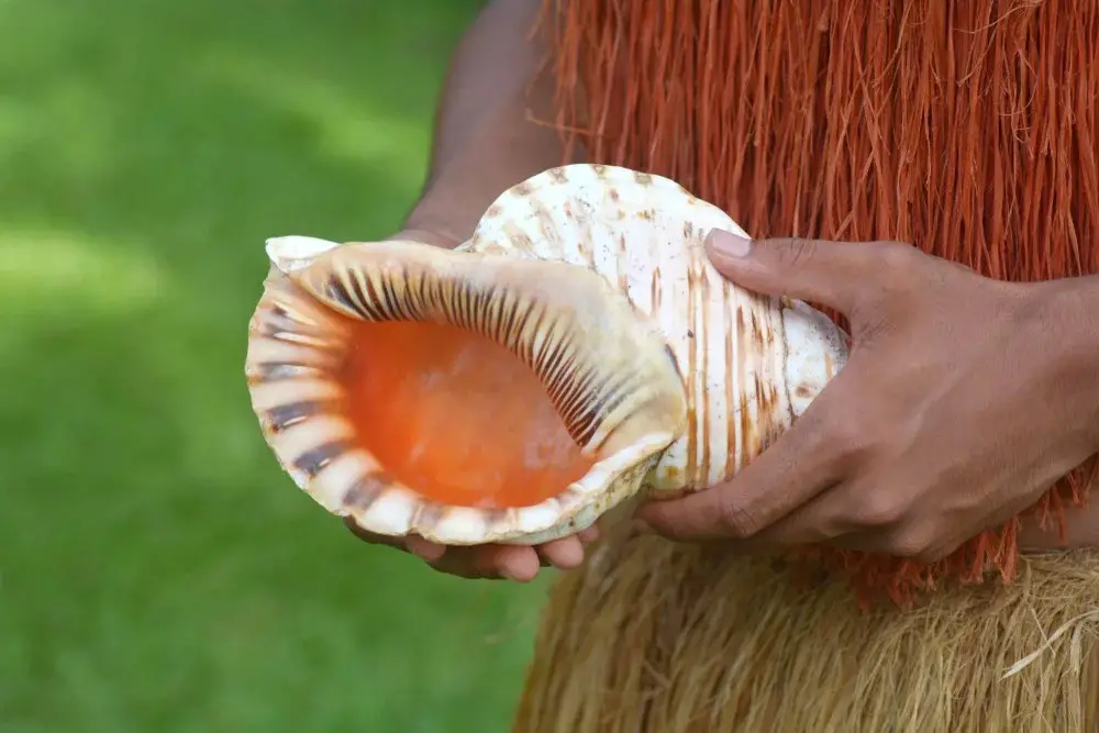 Blow a Conch Shell Horn