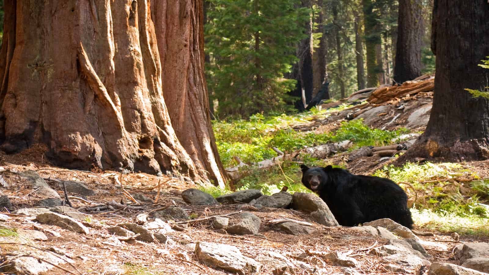 Seeing Bears in Sequoia National Park