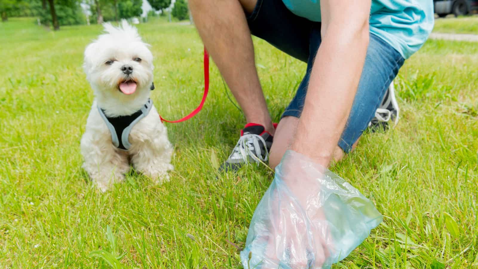 Dog Waste on Sidewalks