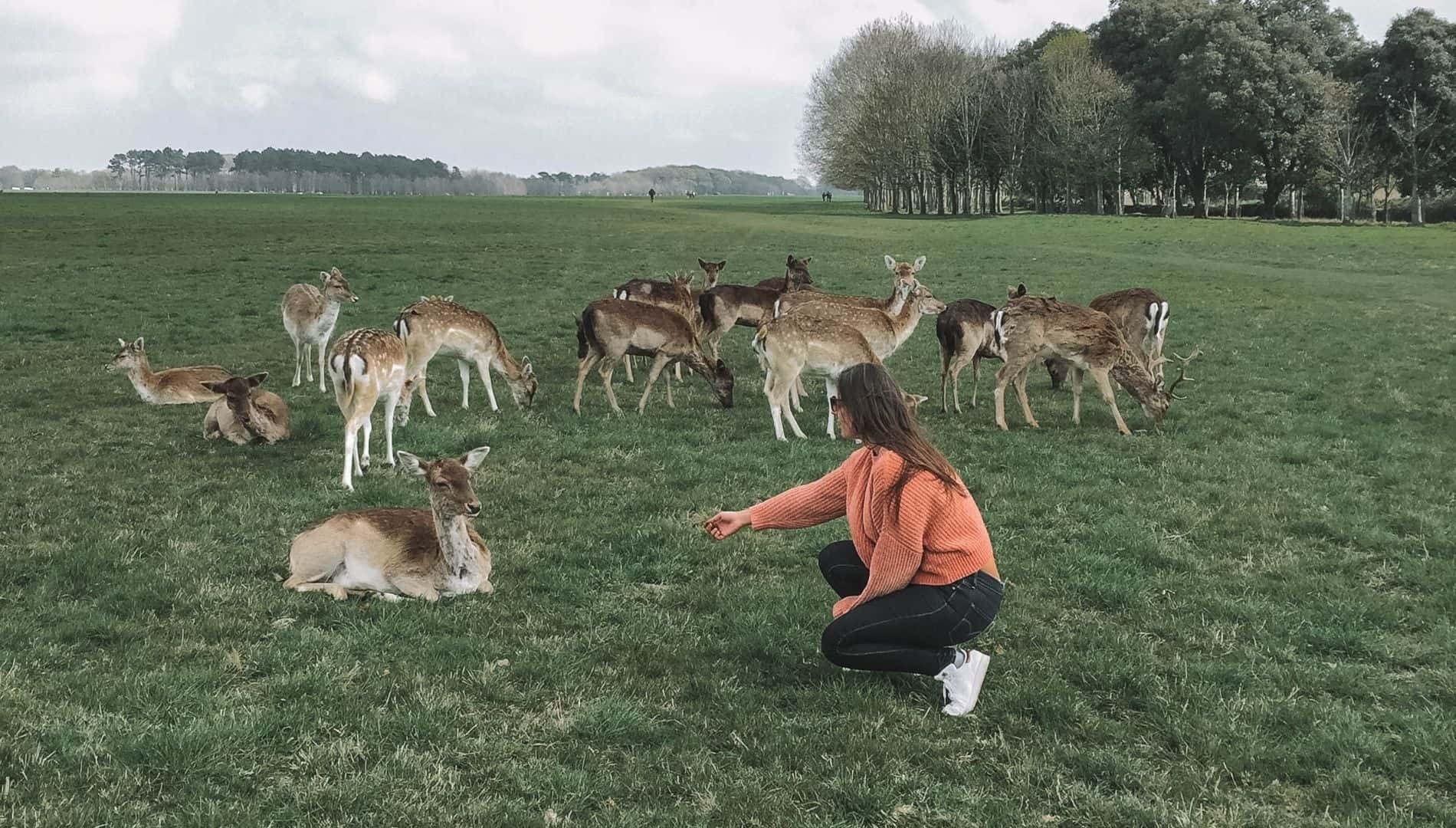 Evening Deer Park Visit, one of the cutest dates that start with E