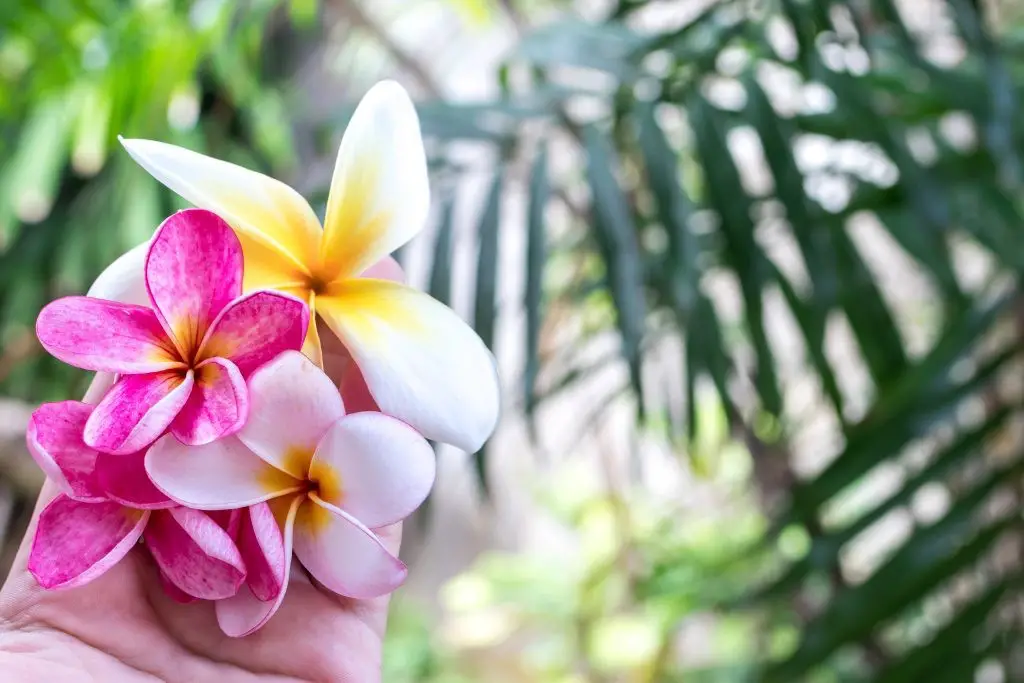 Exotic Flowers