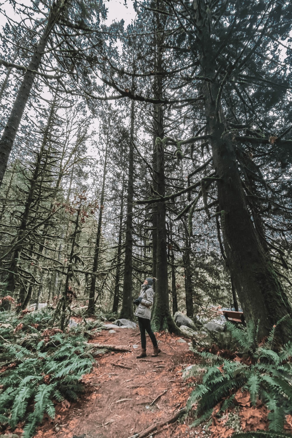 The enchanted forest at Lynn Canyon, Vancouver’s suspension bridge