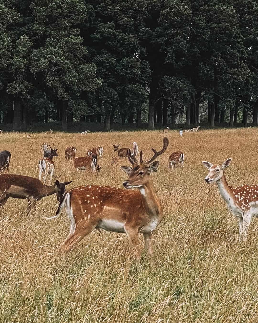 Meet the Phoenix Park deer, one of the best things to do in Phoenix Park