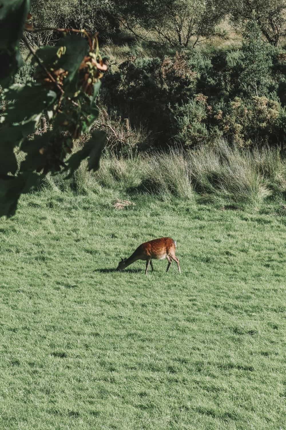 Wildlife in Ireland during Spring