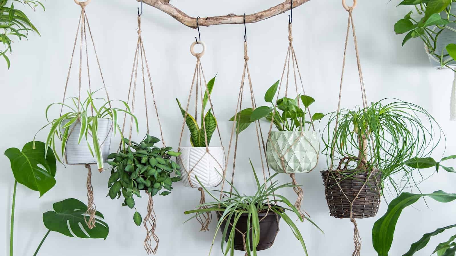 Hang Green Plants in Macrame Holders