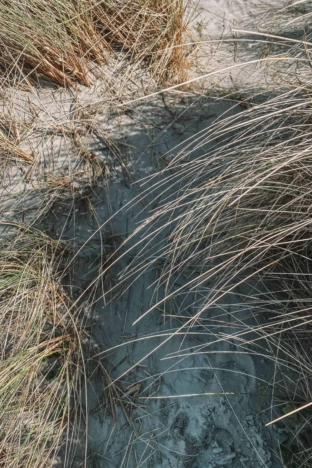 The North Bull Island Walk