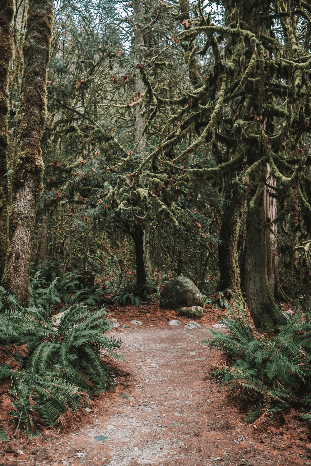 Everything you need to know about North Vancouver Lynn Canyon Park