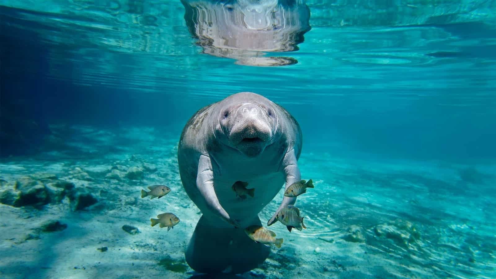 Swim With Manatees in Florida