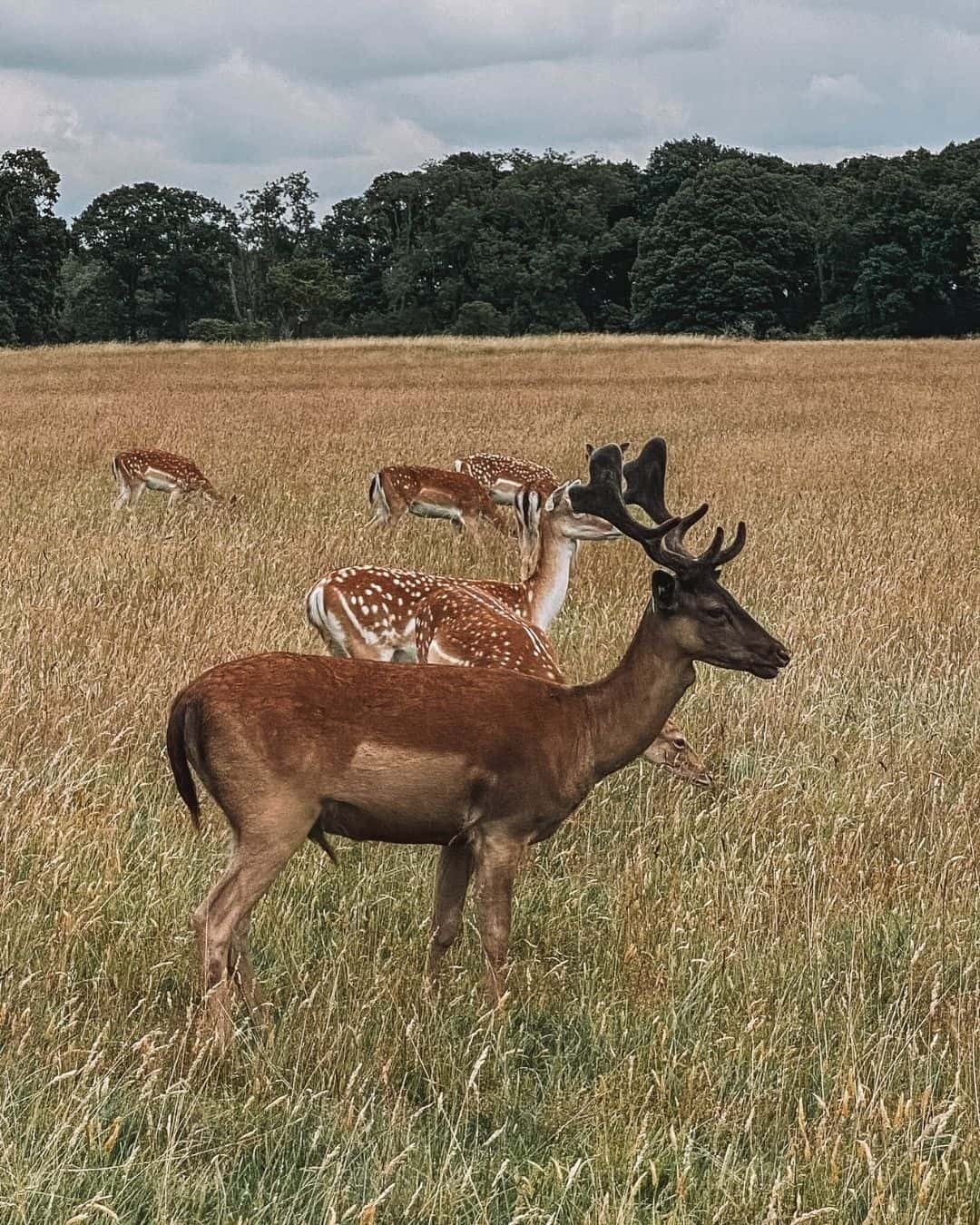 Meet the Phoenix Park deer, one of the best things to do in Phoenix Park