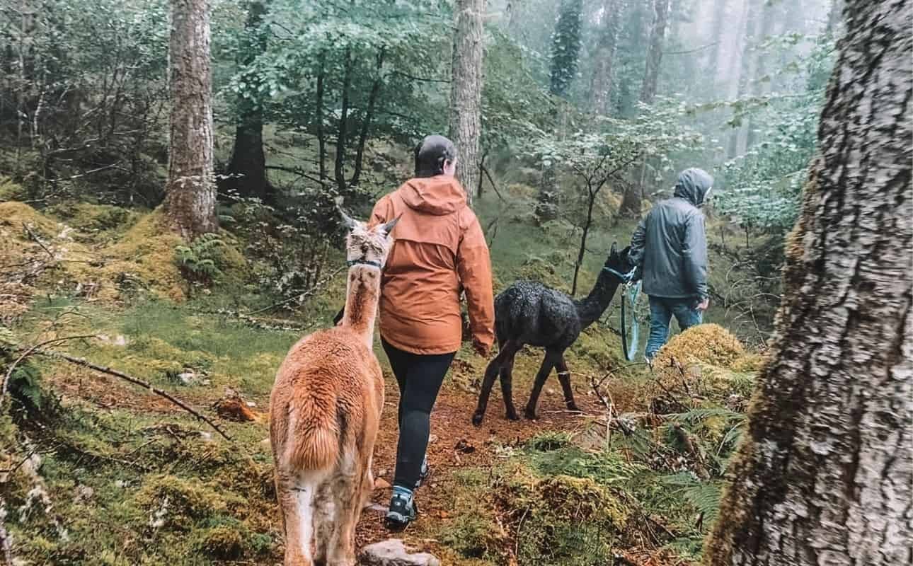 Wildlife in Ireland during Spring