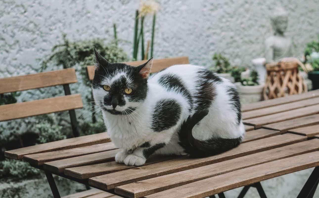 Adopting from O Porto dos Gatos