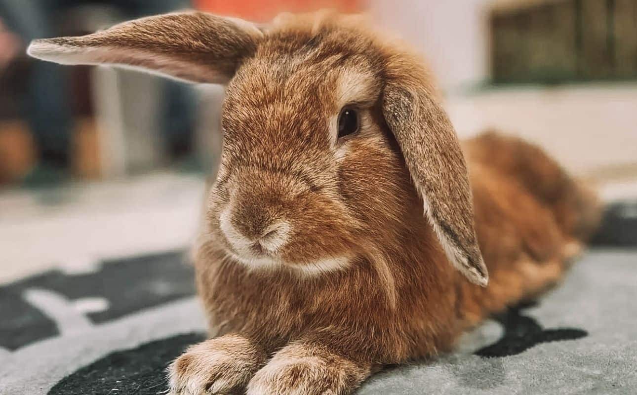 Bunny Café, one of the cutest Vancouver date spots